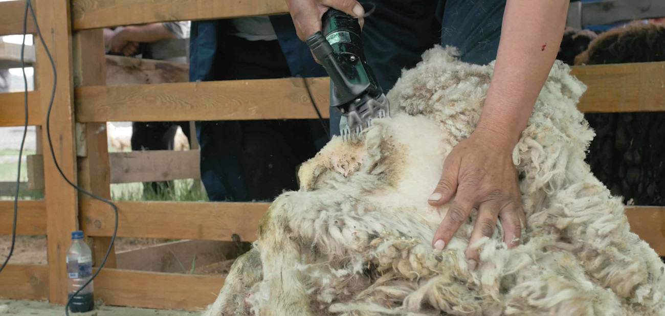 Discounted sheep shearing training for YFC members