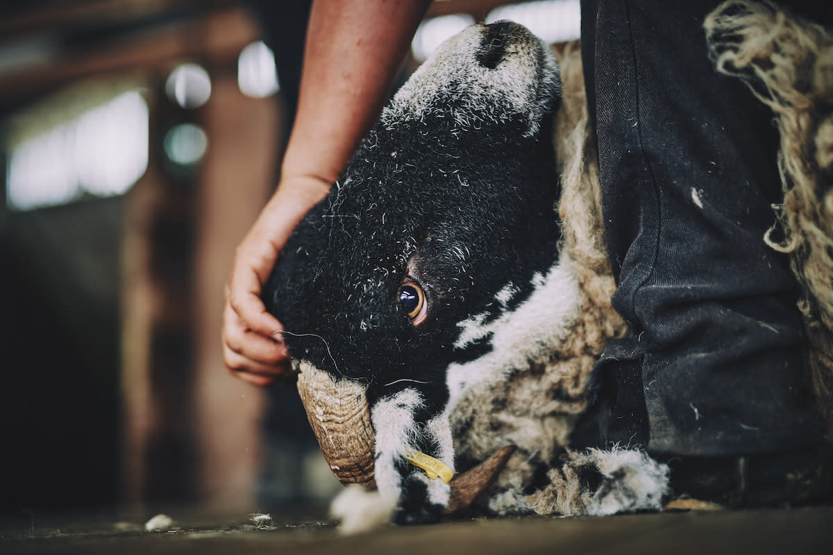 British Wool tours for YFCs