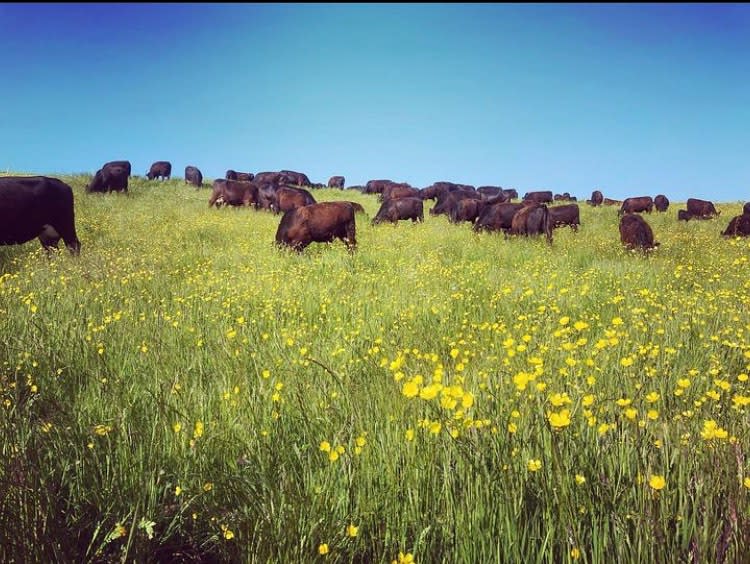 Adapt to survive: advice for uplands farmers in new podcast