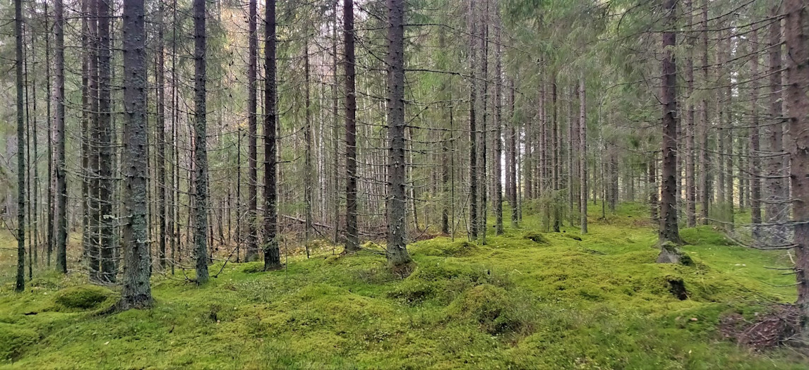 Luonto ja retkeily - Vierumäki