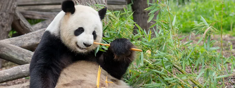 Zoo
