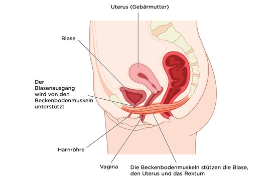 Inkontinenz nach der Geburt und in der Schwangerschaft