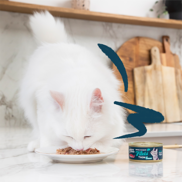 Lifestyle - Cat - All - Fillets - Tuna & Squid - FR