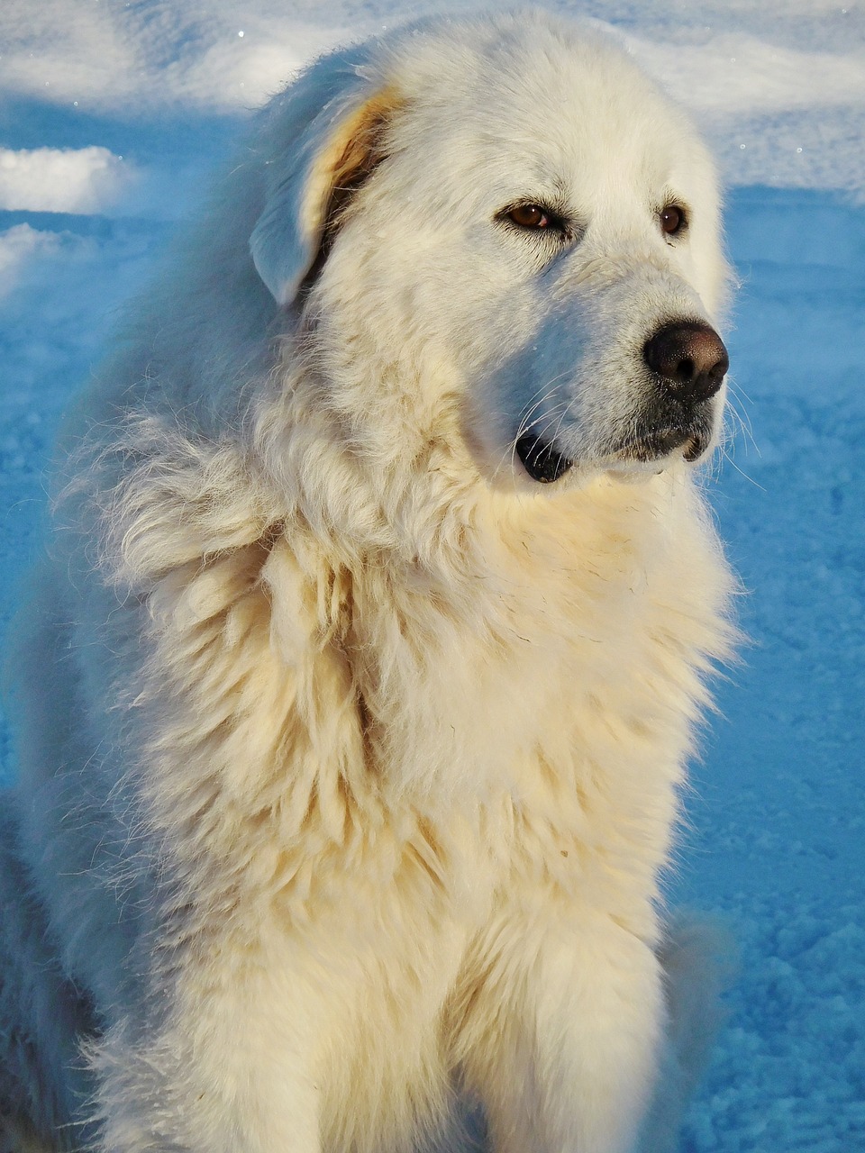 Big white 2024 dog pyrenees