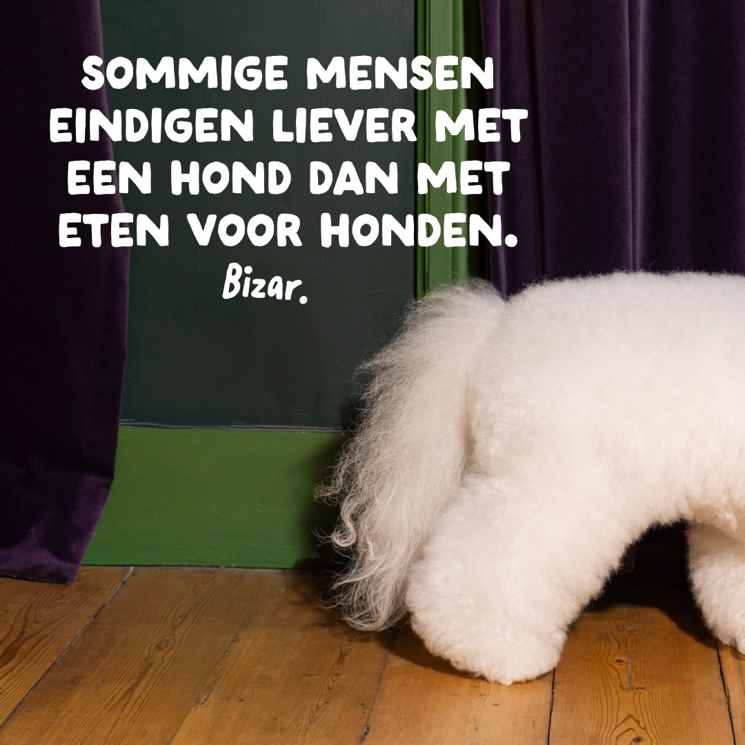 Granen en Gluten in hondenvoer - Paard en Voeding