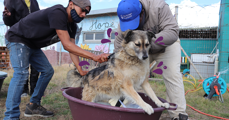 Picture of volunteers at AfriPaw washing a dog in tub outside.