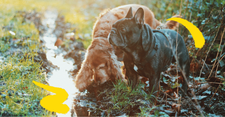 Dogs sniffing creek on walk