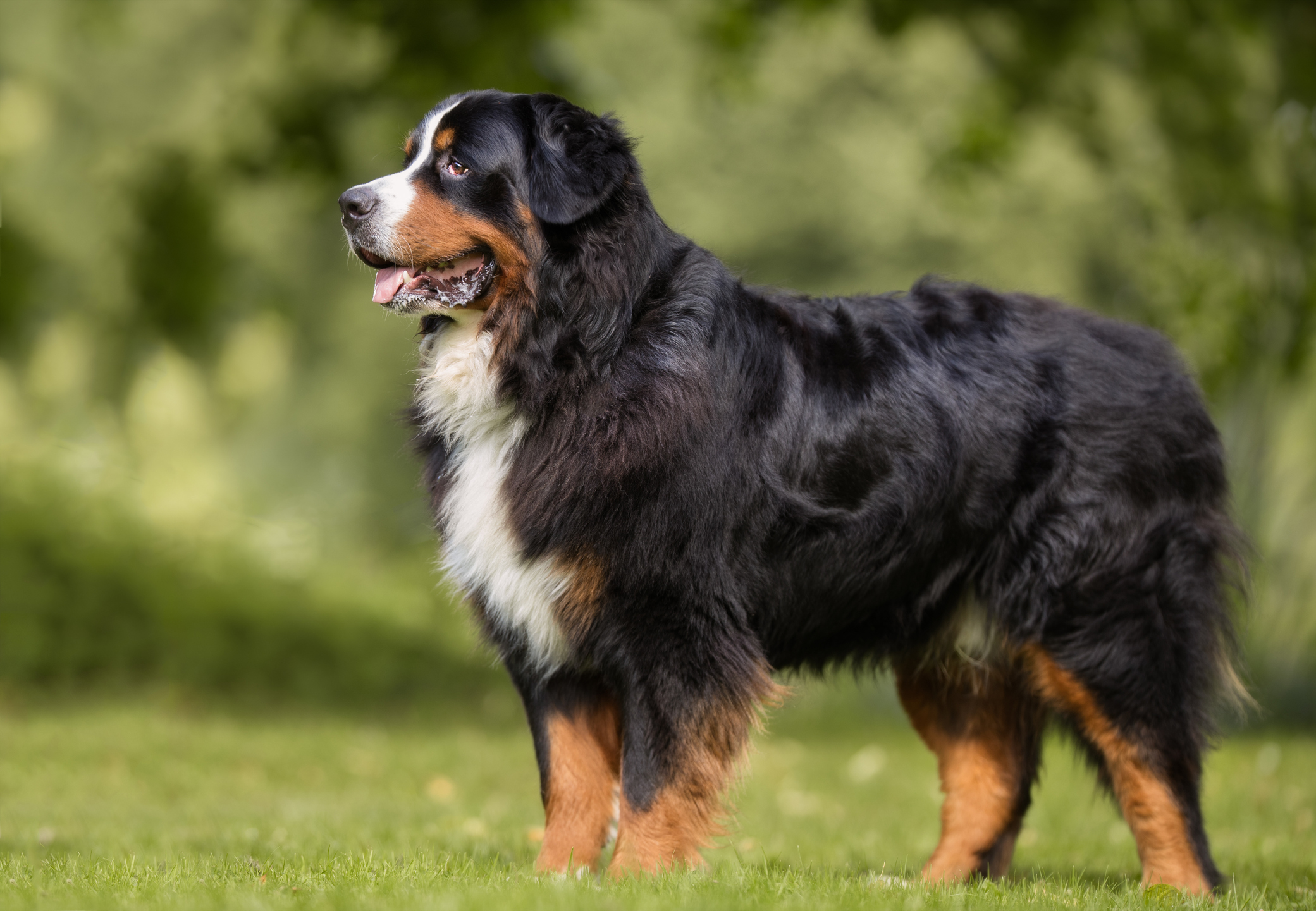 Fat orders bernese mountain dog