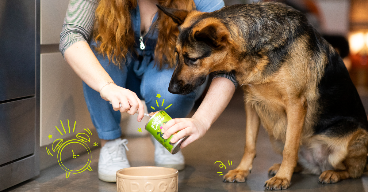 Feeding your dog once a day may improve its health •