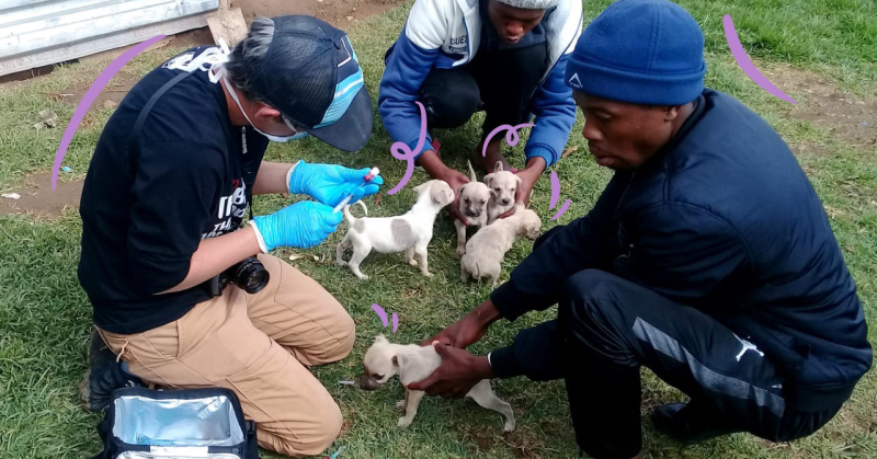 Picture of 'The Cluny Animal Trust' volunteers in South Africa vaccinating puppies.