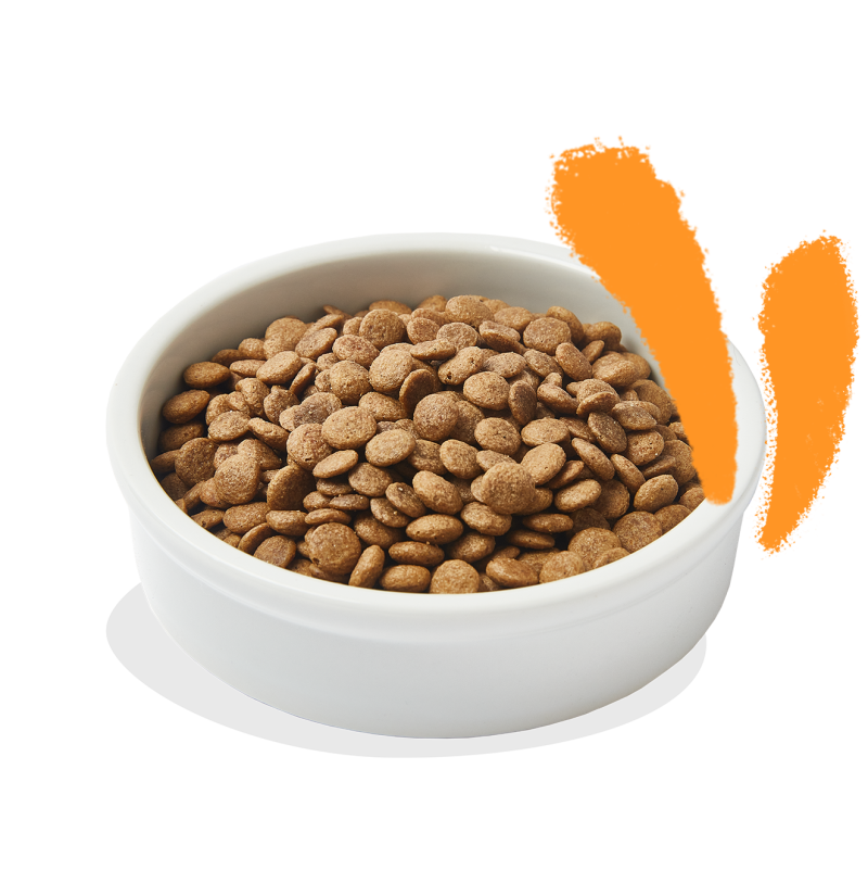 Cat food clearance with small kibble