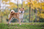 Shiba Inu Edgard Cooper