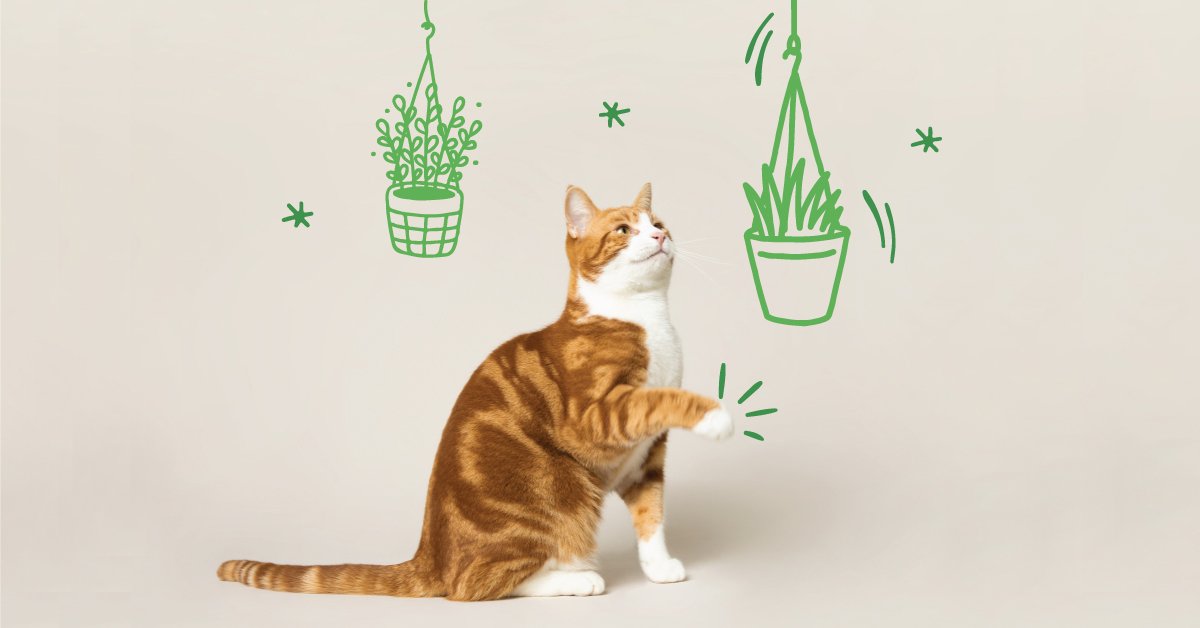 7 plantes sans danger pour chats et chiens | Edgard & Cooper