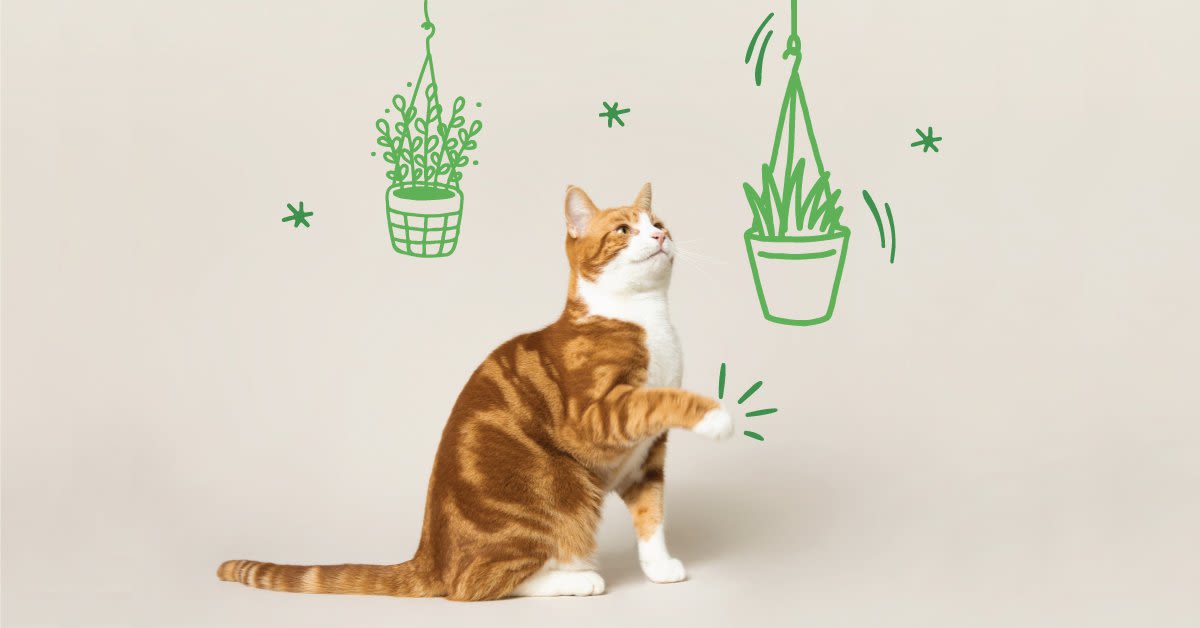 Månenytår Med det samme Overflod 7 veilige planten voor katten en honden | Edgard & Cooper