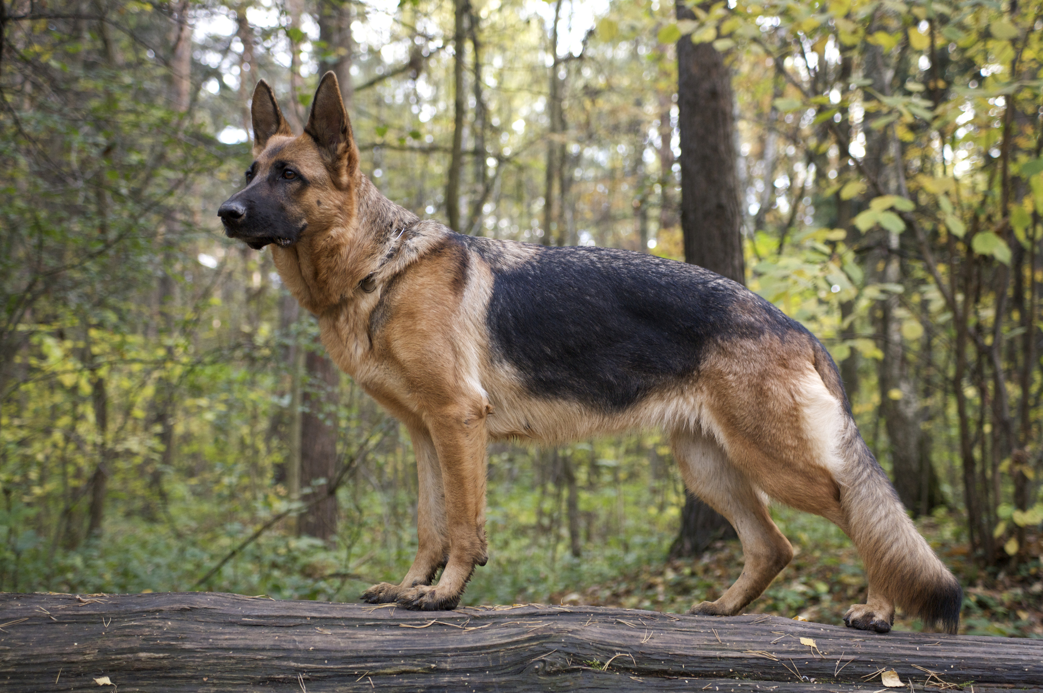 Big german shops shepards