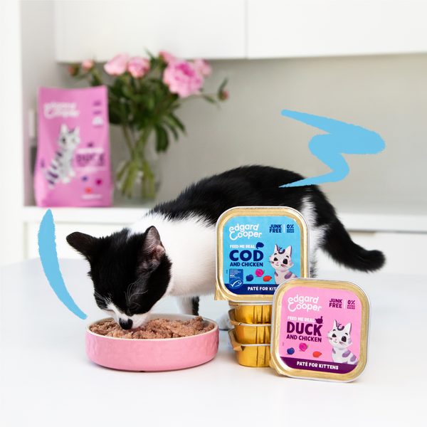 Cod and Chicken Grain-Free Paté for Kittens | Edgard & Cooper
