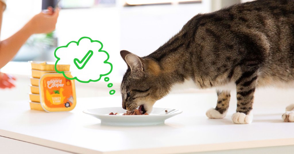 Dicteren hurken dorp Kieskeurige katten: wat geef ik ze te eten? | Edgard & Cooper