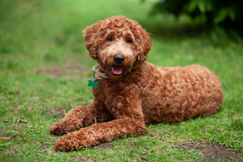 The Labradoodle relaxing on a patch of grass.