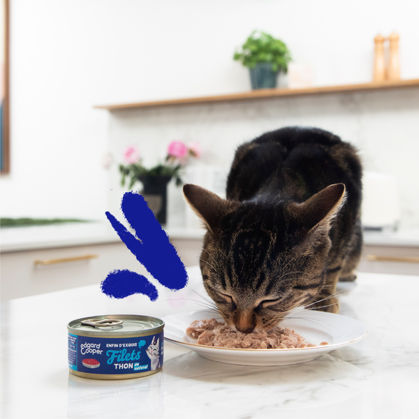 Lifestyle - Cat - All - Fillets - Tuna - FR
