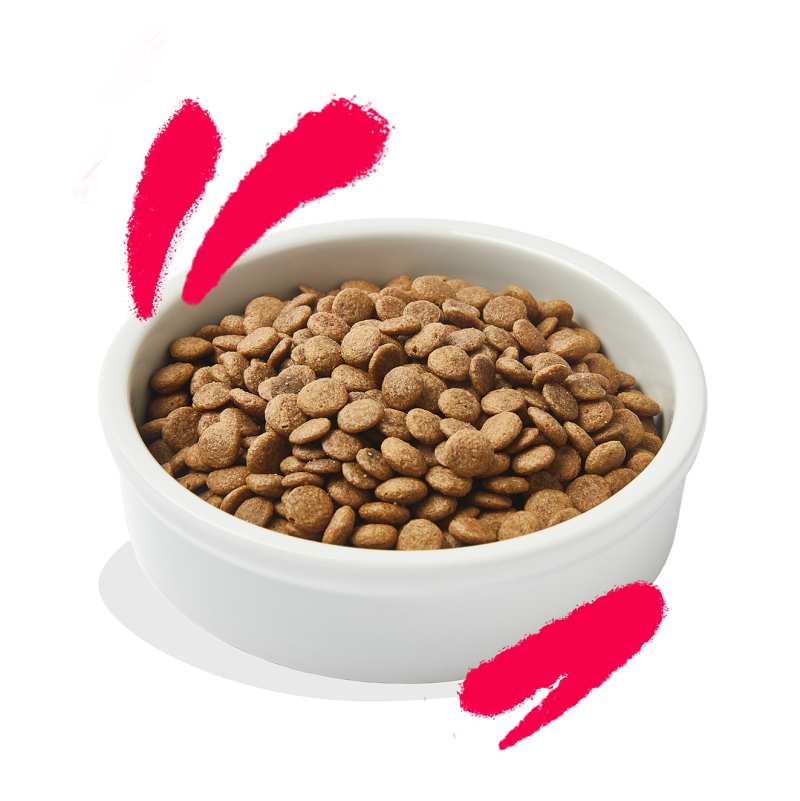 Small kibble sales cat food