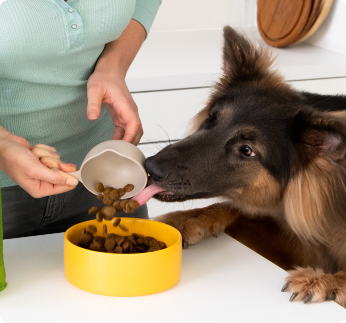 Hund leckt Trockenfutter von Edgard & Cooper