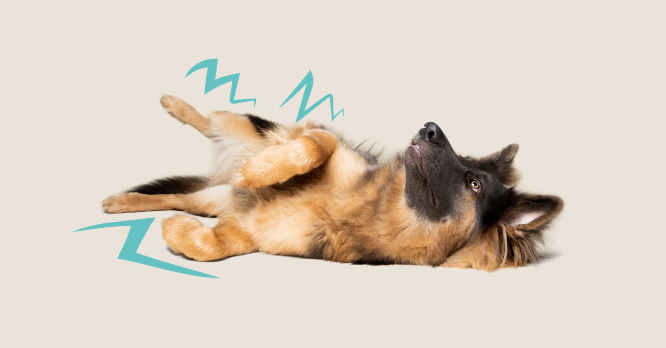 Picture of dog lying on the ground, shaking his body