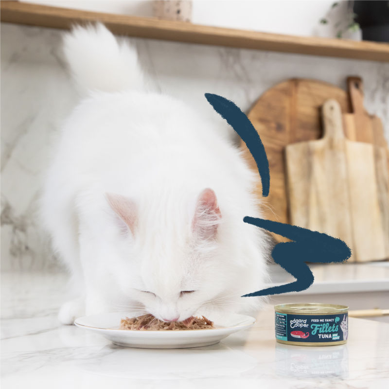 Lifestyle - Cat Fillets Tuna Squid Doodled EN