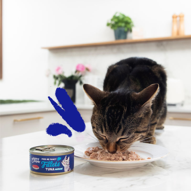 Lifestyle - Cat Fillets Tuna EN