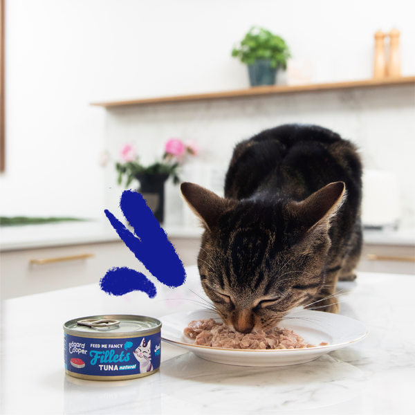 Feed cats canned clearance tuna