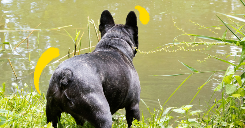 Photo of French bulldog looking out over water from the side. 