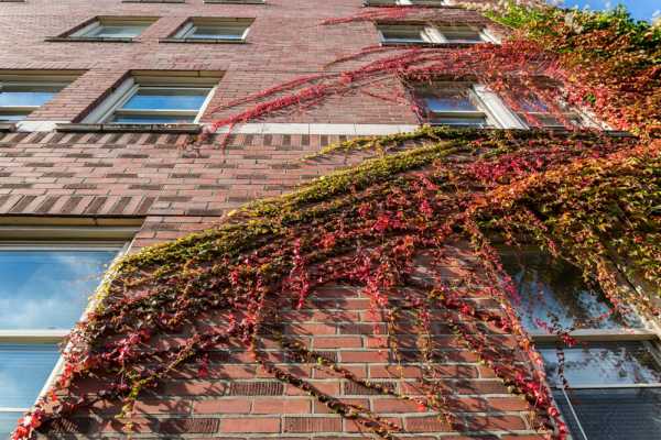 Ivy growing across brick vintage building