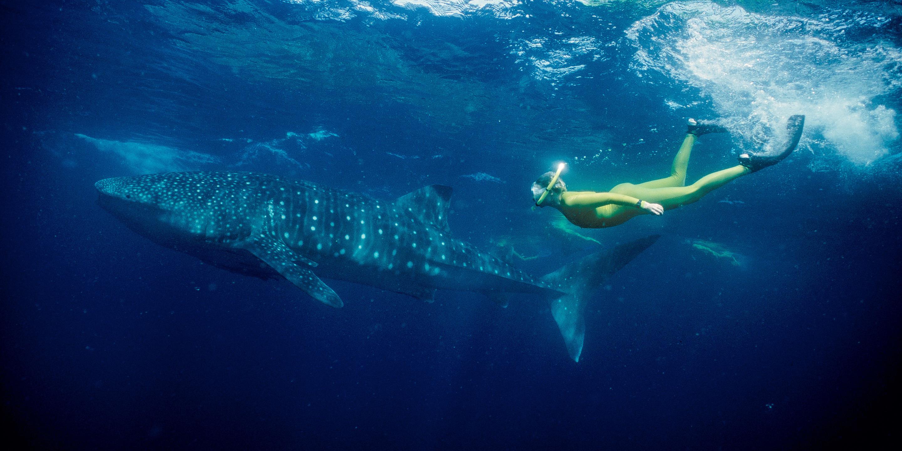 Best Underwater Adventure 3 Places To Swim With Whale Sharks