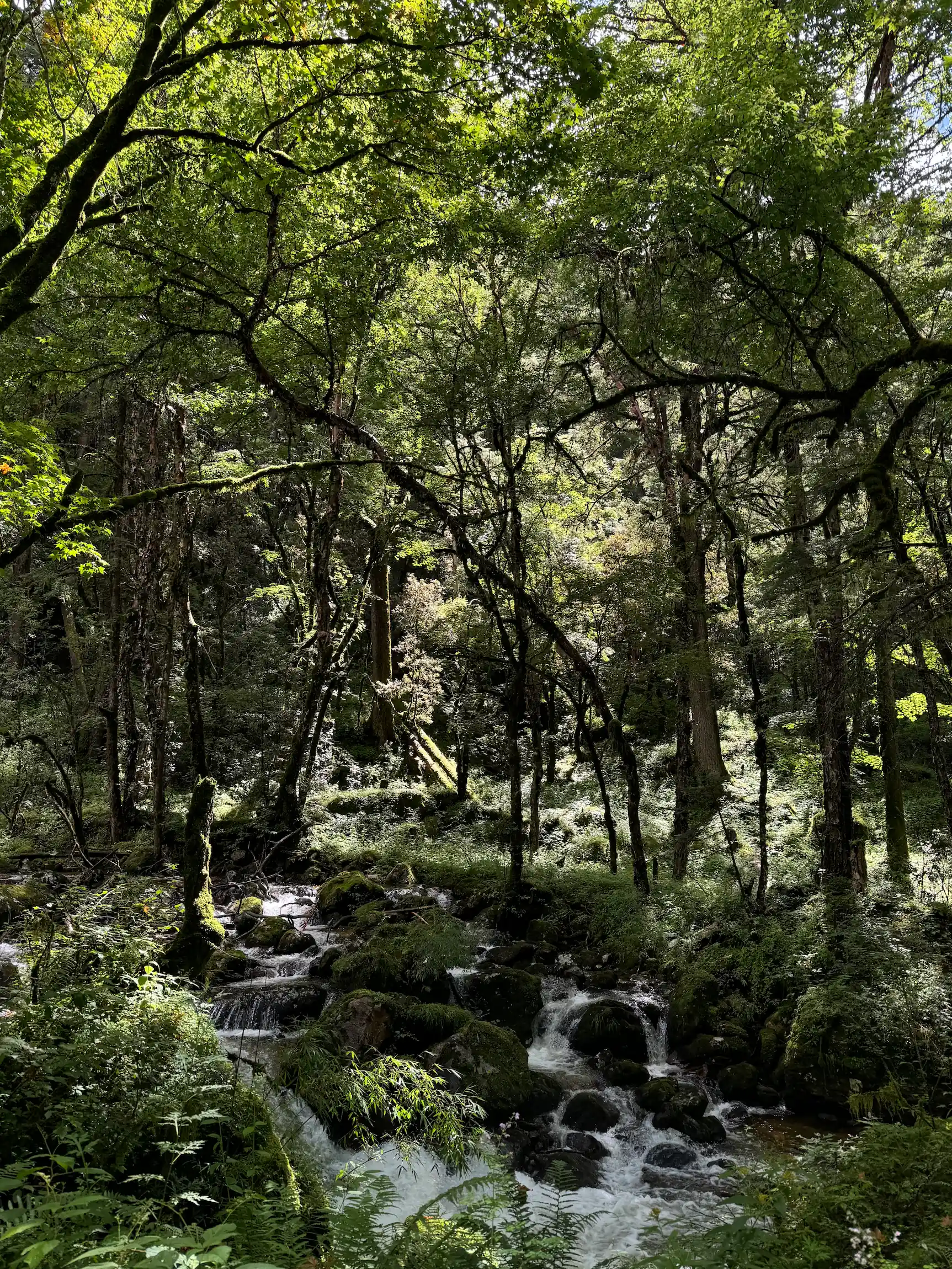 Wilderness International x Hula Earth