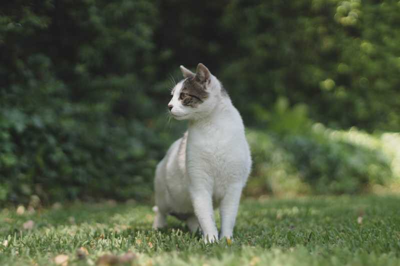 Toxoplasmose In Der Schwangerschaft Die Katze Als