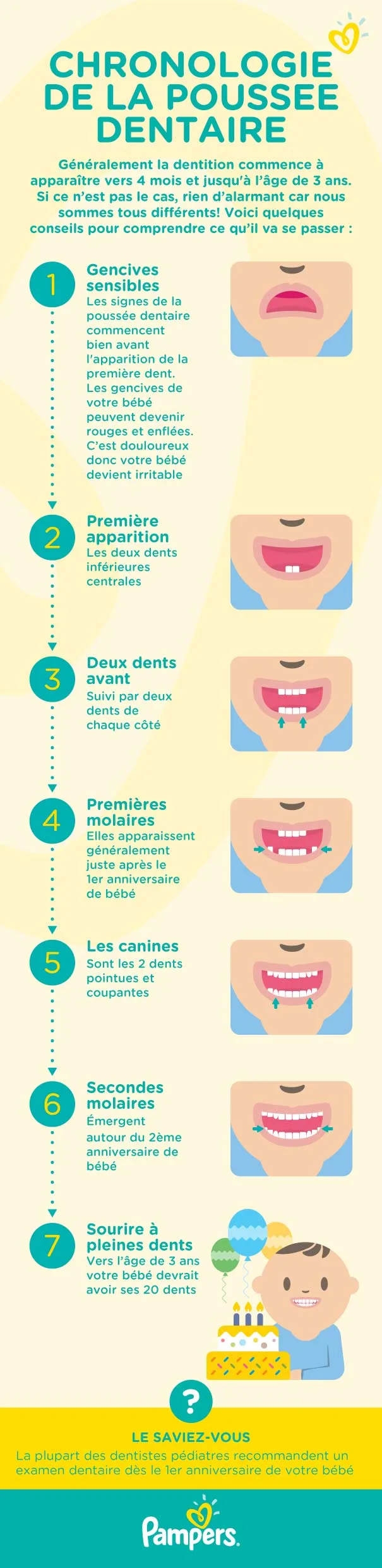 infographique-chronologie-de-la-poussee-dentaire