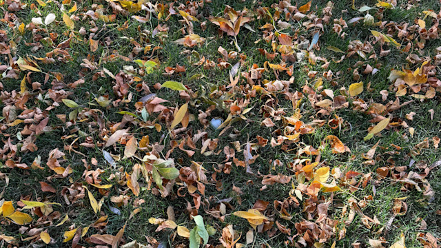 Golf’s Leaf Rule Explained: What PGA Professionals Say You Should Do