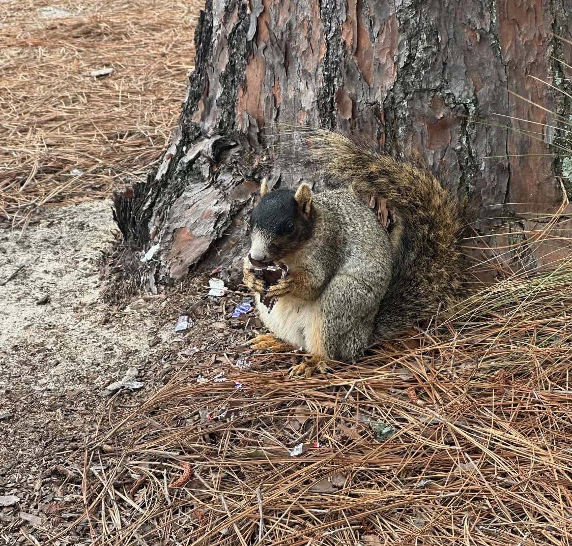 The fox squirrels of Pinehurst.