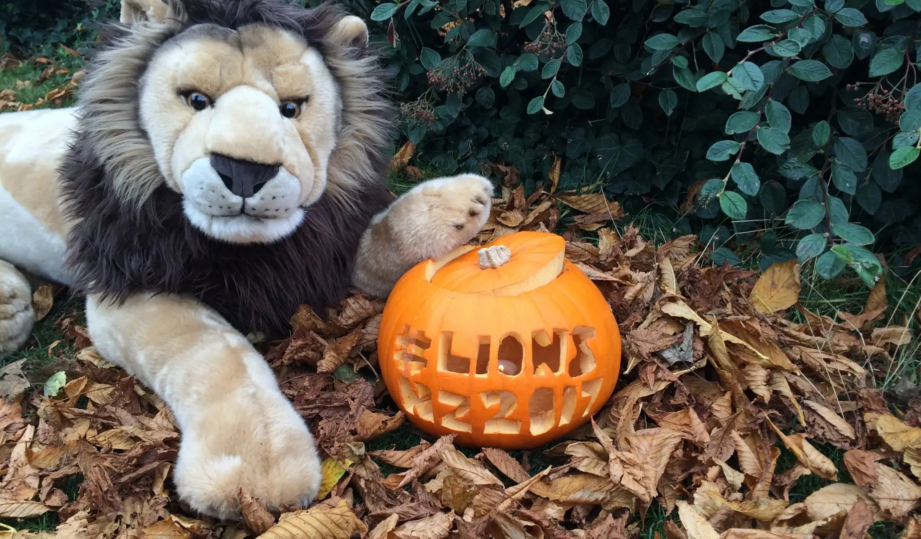 Carve a Lions pumpkin and win an official backpack!