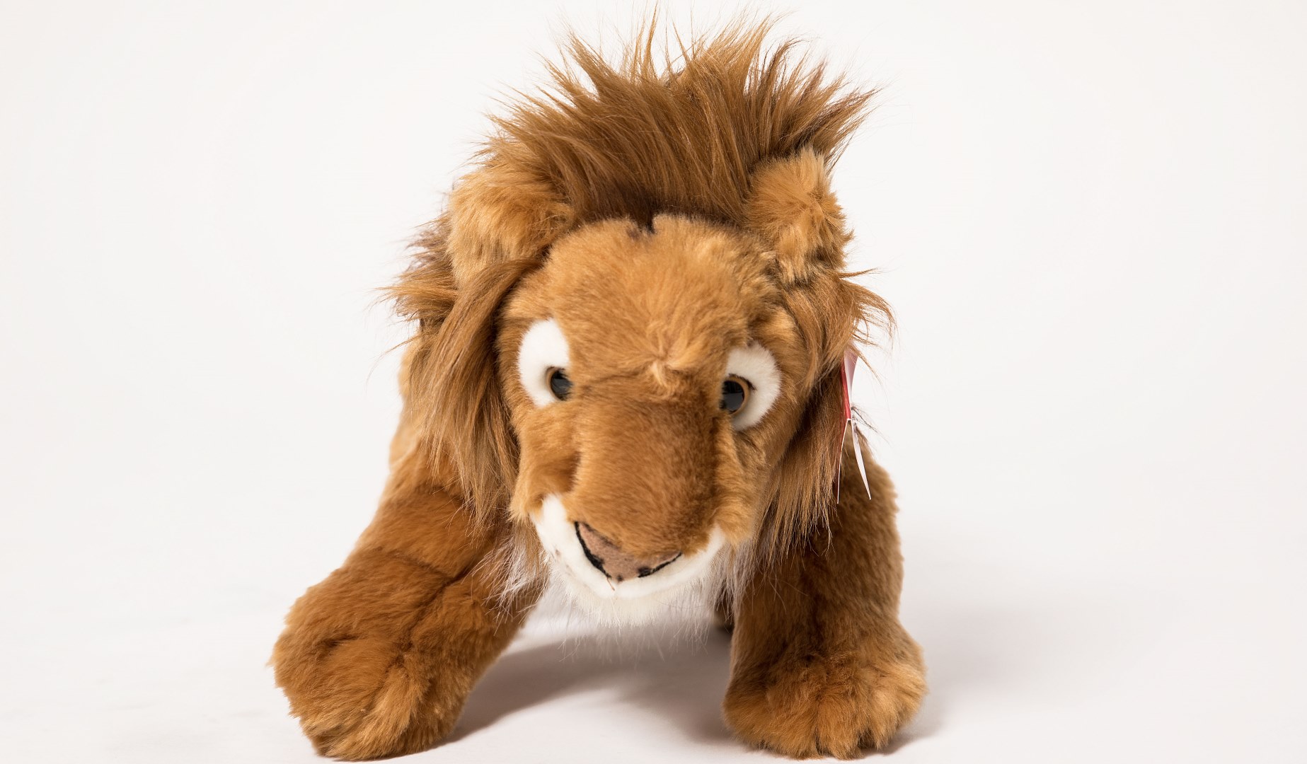 12 Days of Christmas - Win a Lions teddy bear