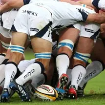 Sharks appoint potential Lion