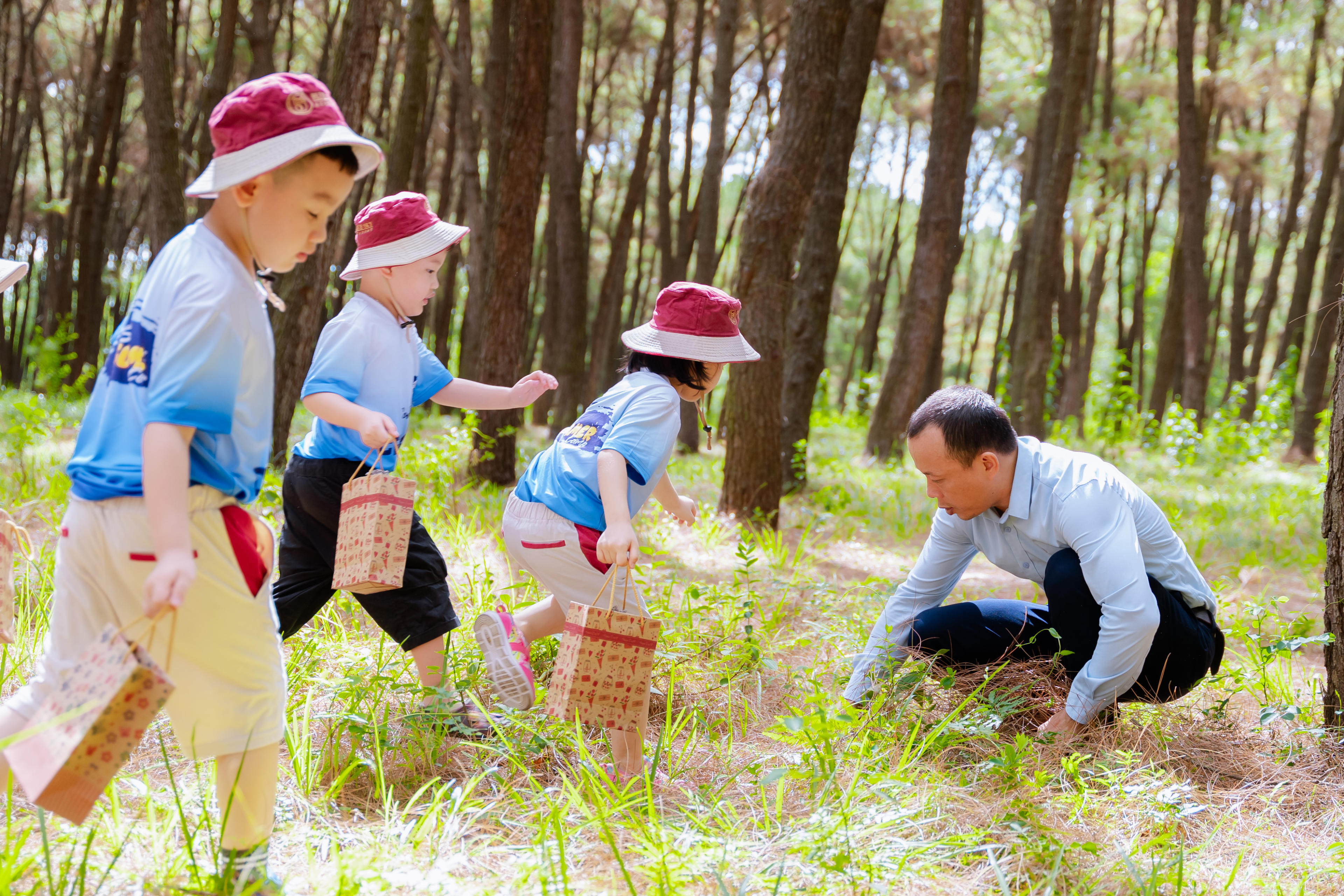 Cover Image for A Walk in the Pine Forest