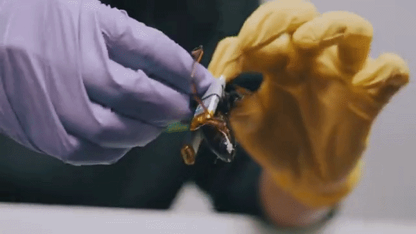 German startup SWARM Biotactics is developing swarms of cyborg insects for NATO forces after securing €13 million in funding