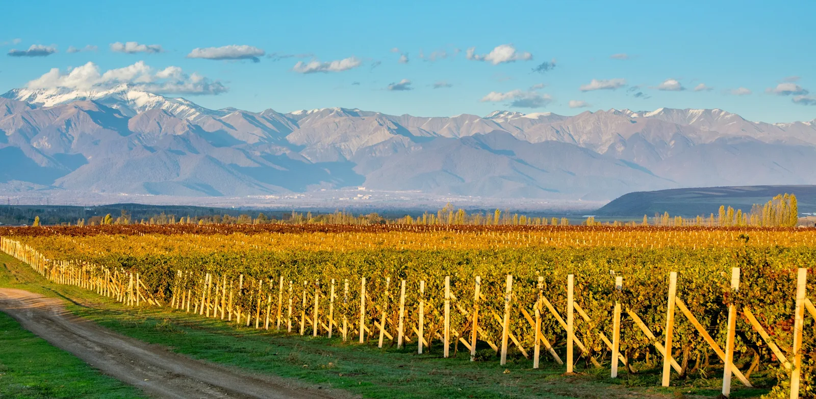 Vineyard photo