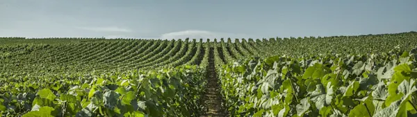 Champagne Vollereaux