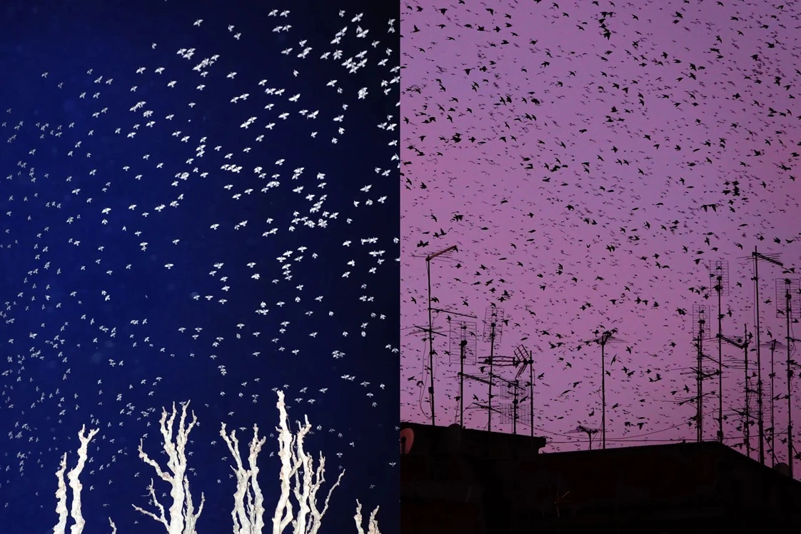 abstract two tone photography in purple and blue with birds in the sky.