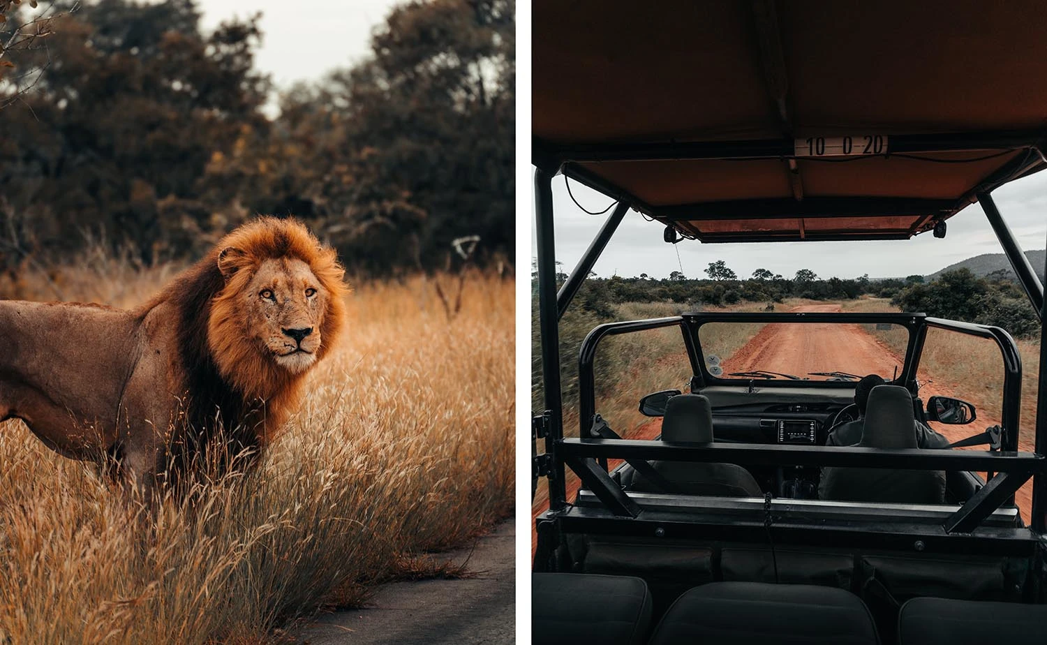 Lion (left) and safari vehicle (right) - Photos: piaeliza.