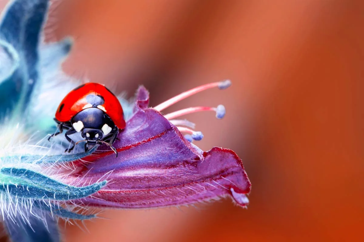 macroshot of a ladybug.