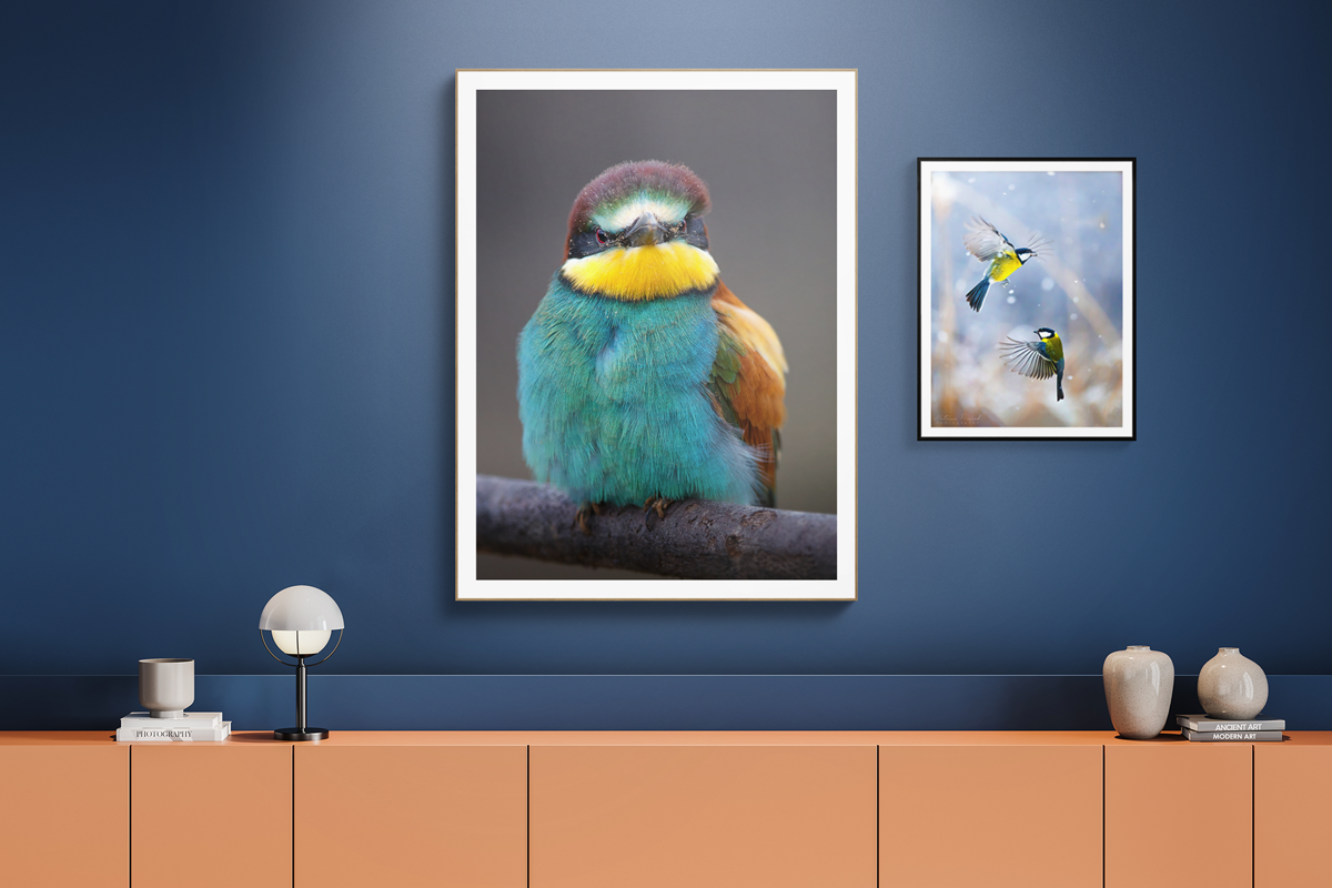 diptych of a colorful bird portrait and two birds flying and playing in the air.