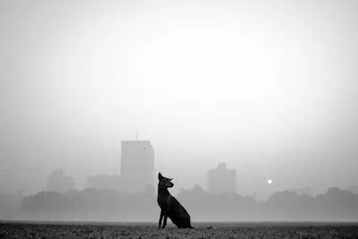dog sitting in front of a city scape.