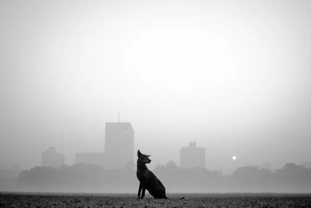 dog sitting in front of a city scape.